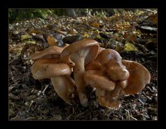 Eichen-Milchling (Lactarius quietus)