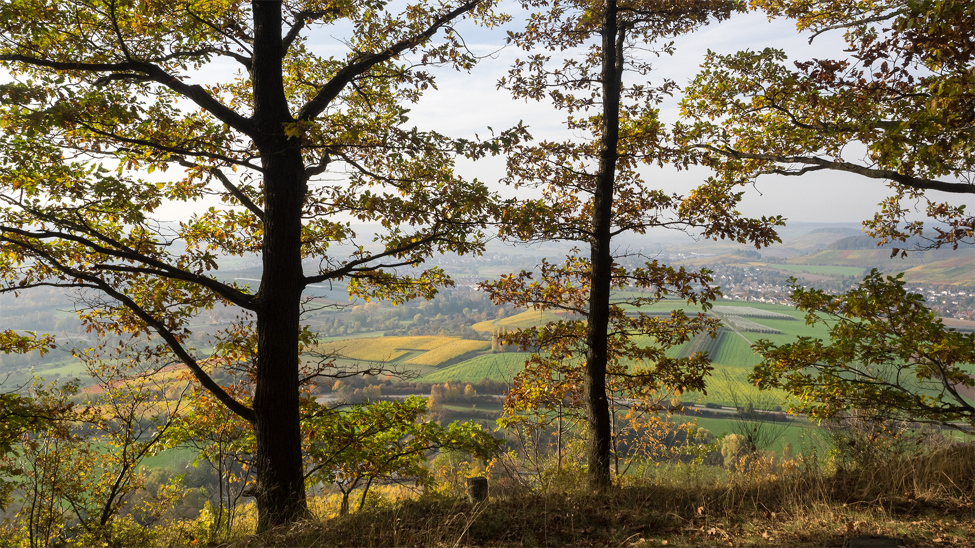 Eichen mit Aussicht