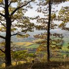 Eichen mit Aussicht