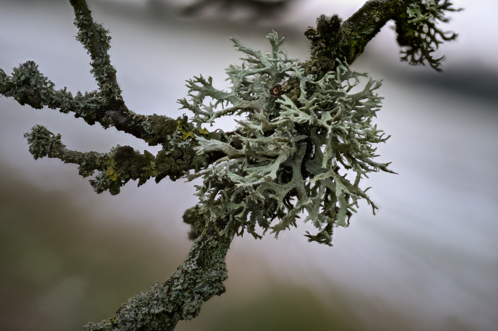 Eichen - "Moos" (Evernia prunastri)