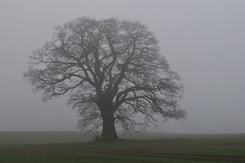 Eichen – Nebel