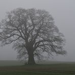 Eichen – Nebel