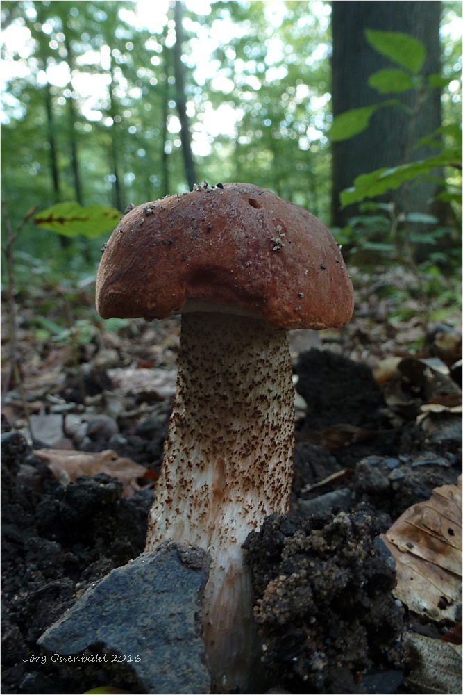 Eichen-Rotkappe (Leccinum quercinum)