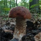 Eichen-Rotkappe (Leccinum quercinum)