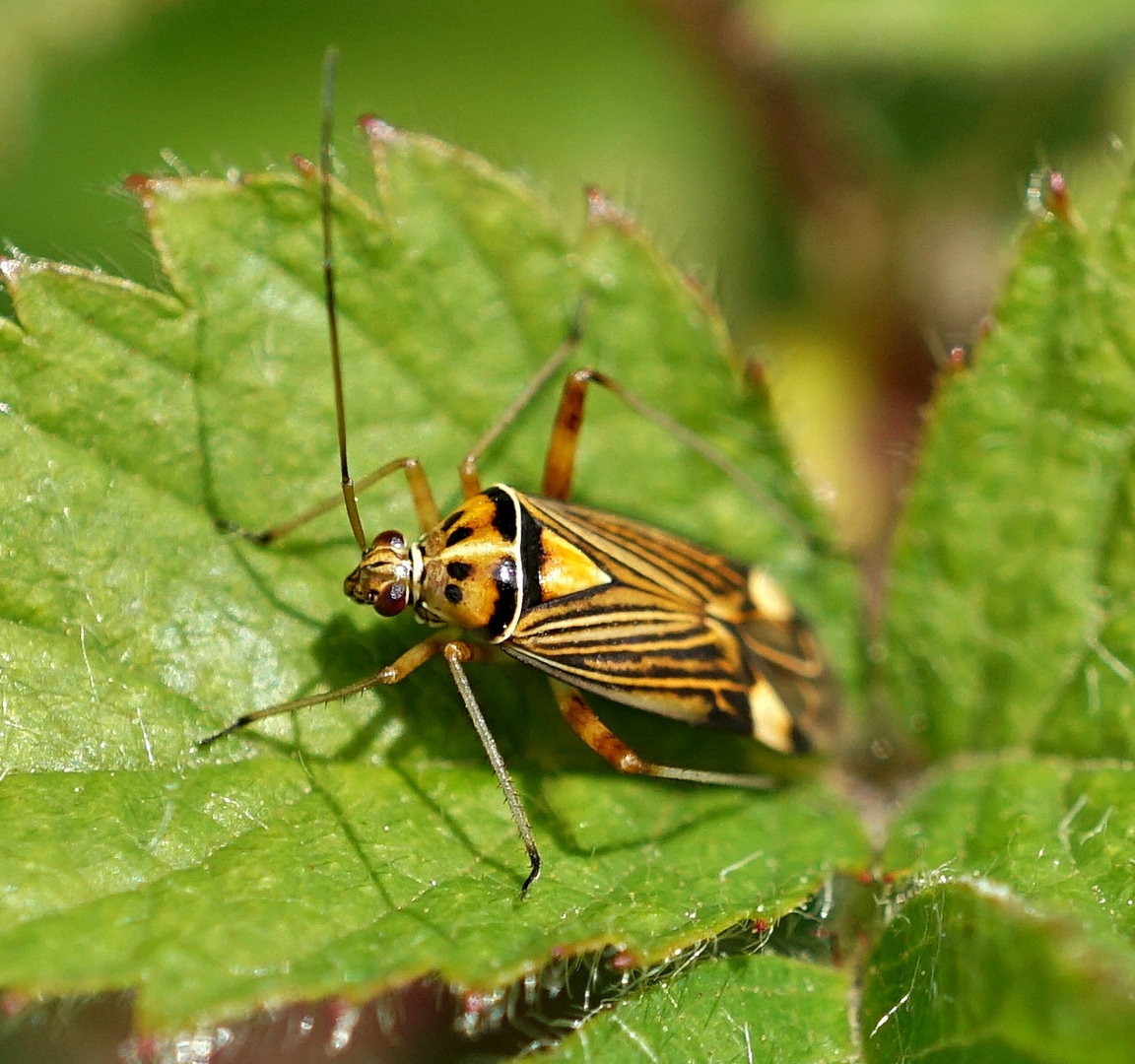 Eichen-Schmuckwanze (Calocoris striatellus)