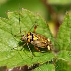 Eichen-Schmuckwanze (Calocoris striatellus)