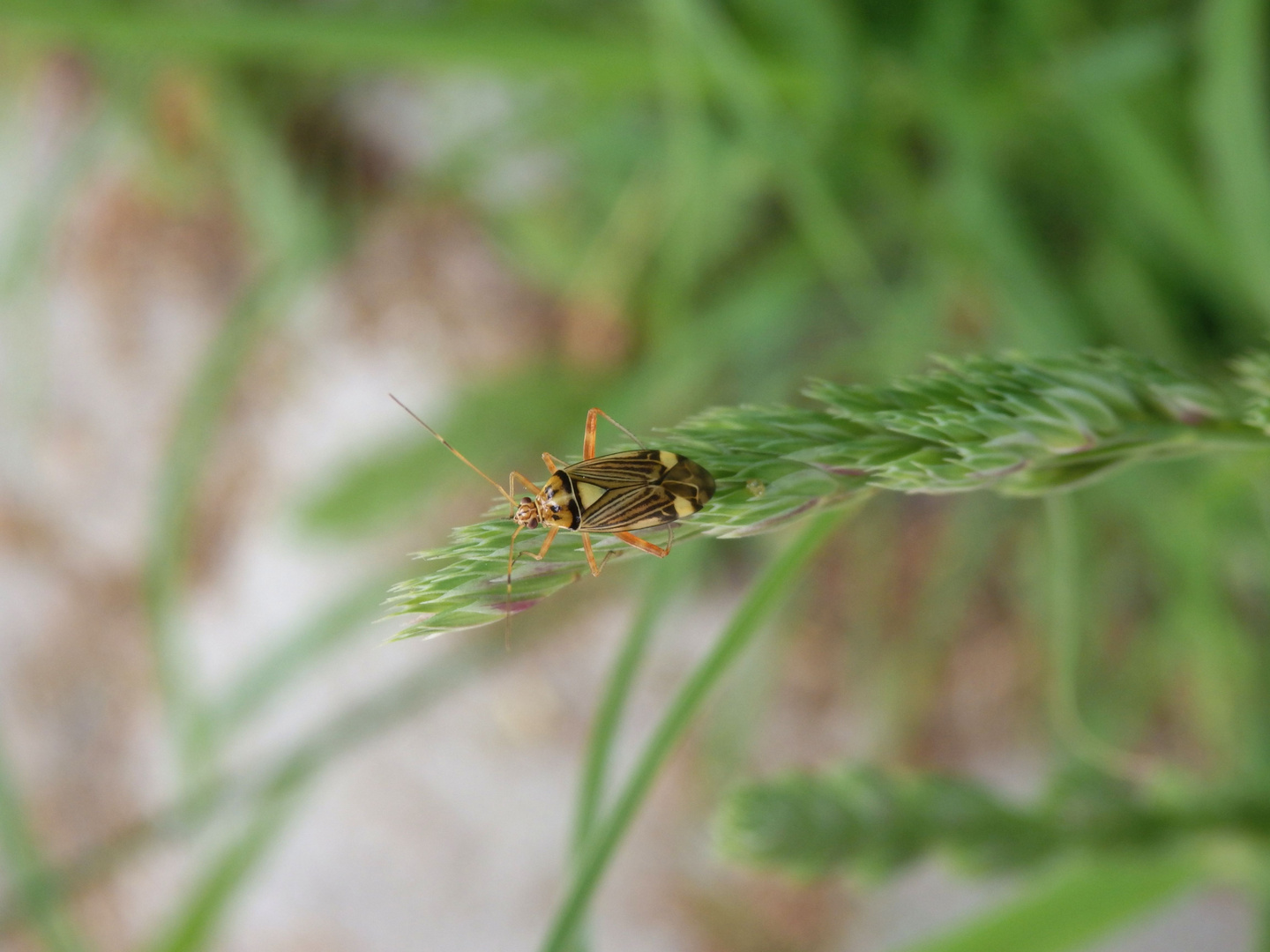 Eichen-Schmuckwanze (Rhabdomiris striatellus)