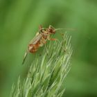 Eichen-Schmuckwanze (Rhabdomiris striatellus)