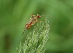 Eichen-Schmuckwanze (Rhabdomiris striatellus)