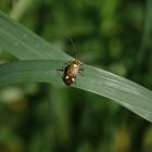 Eichen-Schmuckwanze (Rhabdomiris striatellus)