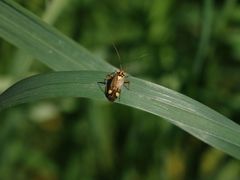 Eichen-Schmuckwanze (Rhabdomiris striatellus)