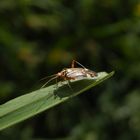 Eichen-Schmuckwanze (Rhabdomiris striatellus)