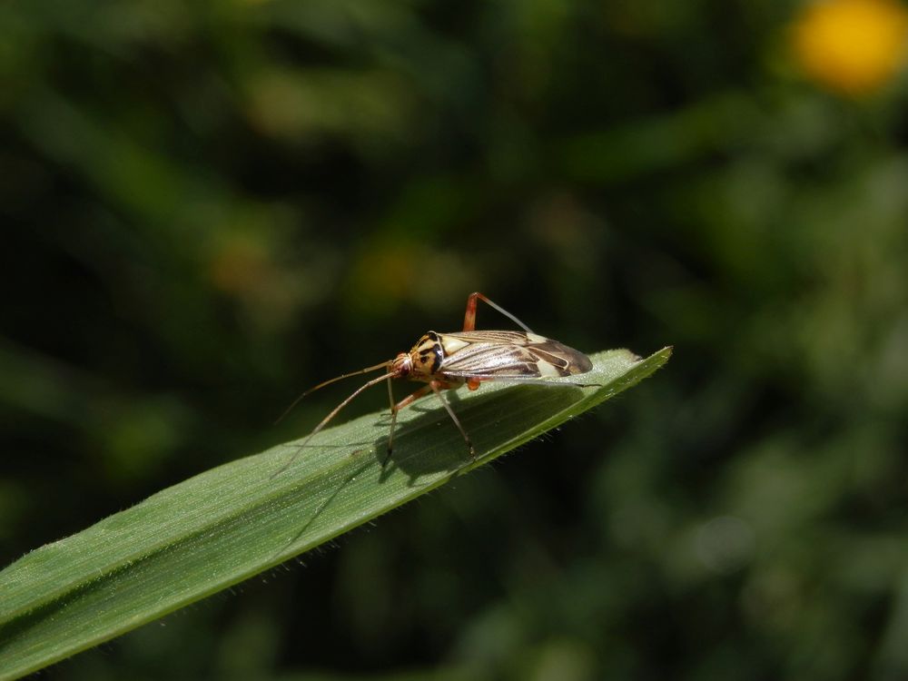 Eichen-Schmuckwanze (Rhabdomiris striatellus)