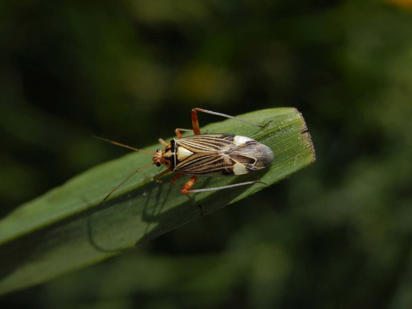 Eichen-Schmuckwanze (Rhabdomiris striatellus)