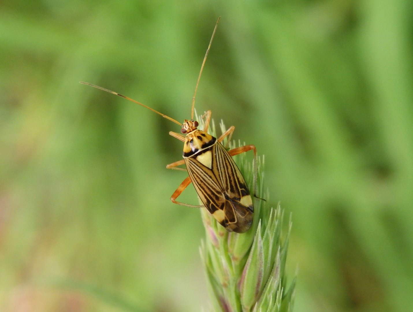 Eichen-Schmuckwanze (Rhabdomiris striatellus)