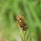 Eichen-Schmuckwanze (Rhabdomiris striatellus)