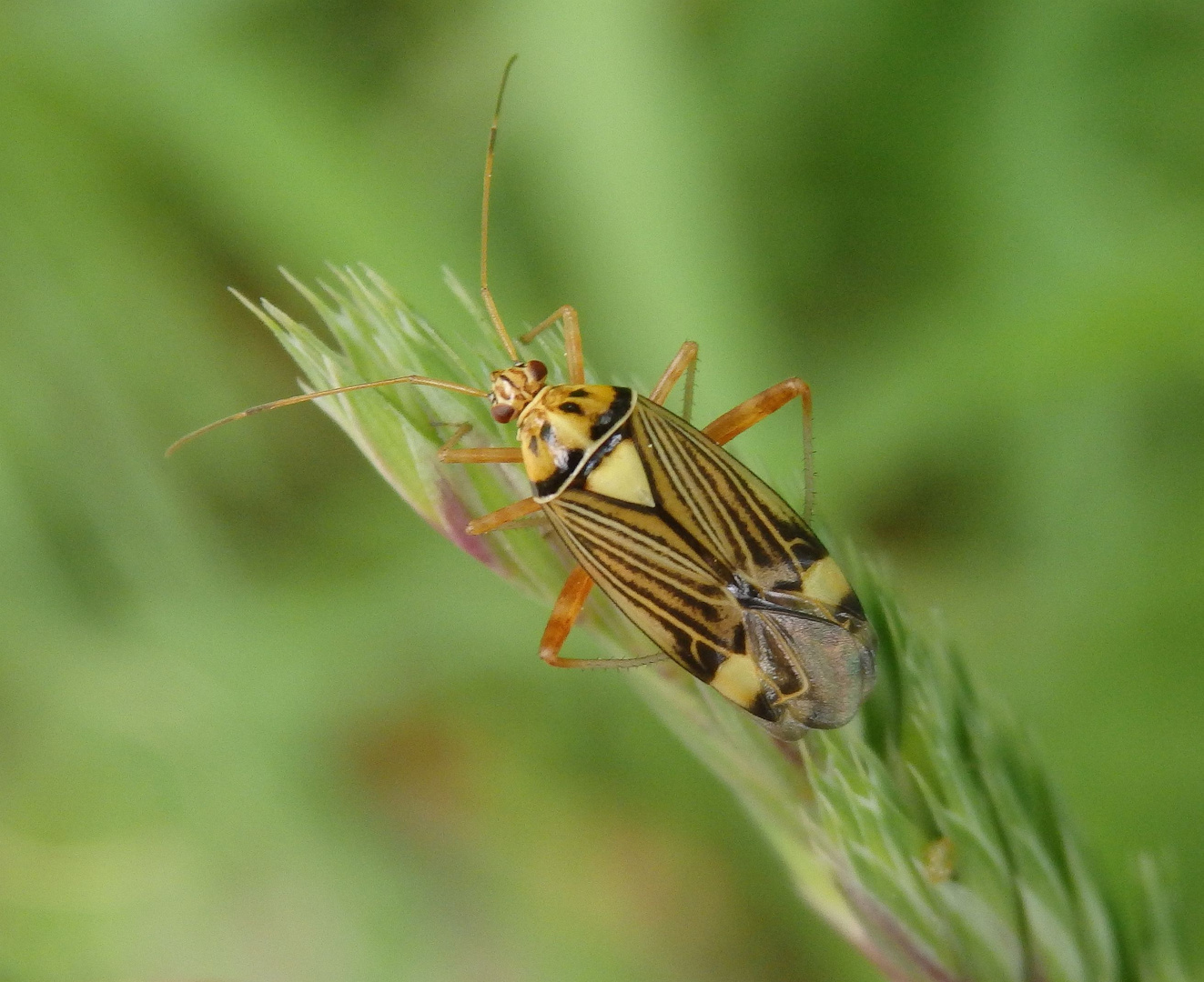 Eichen-Schmuckwanze (Rhabdomiris striatellus)