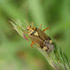 Eichen-Schmuckwanze (Rhabdomiris striatellus)