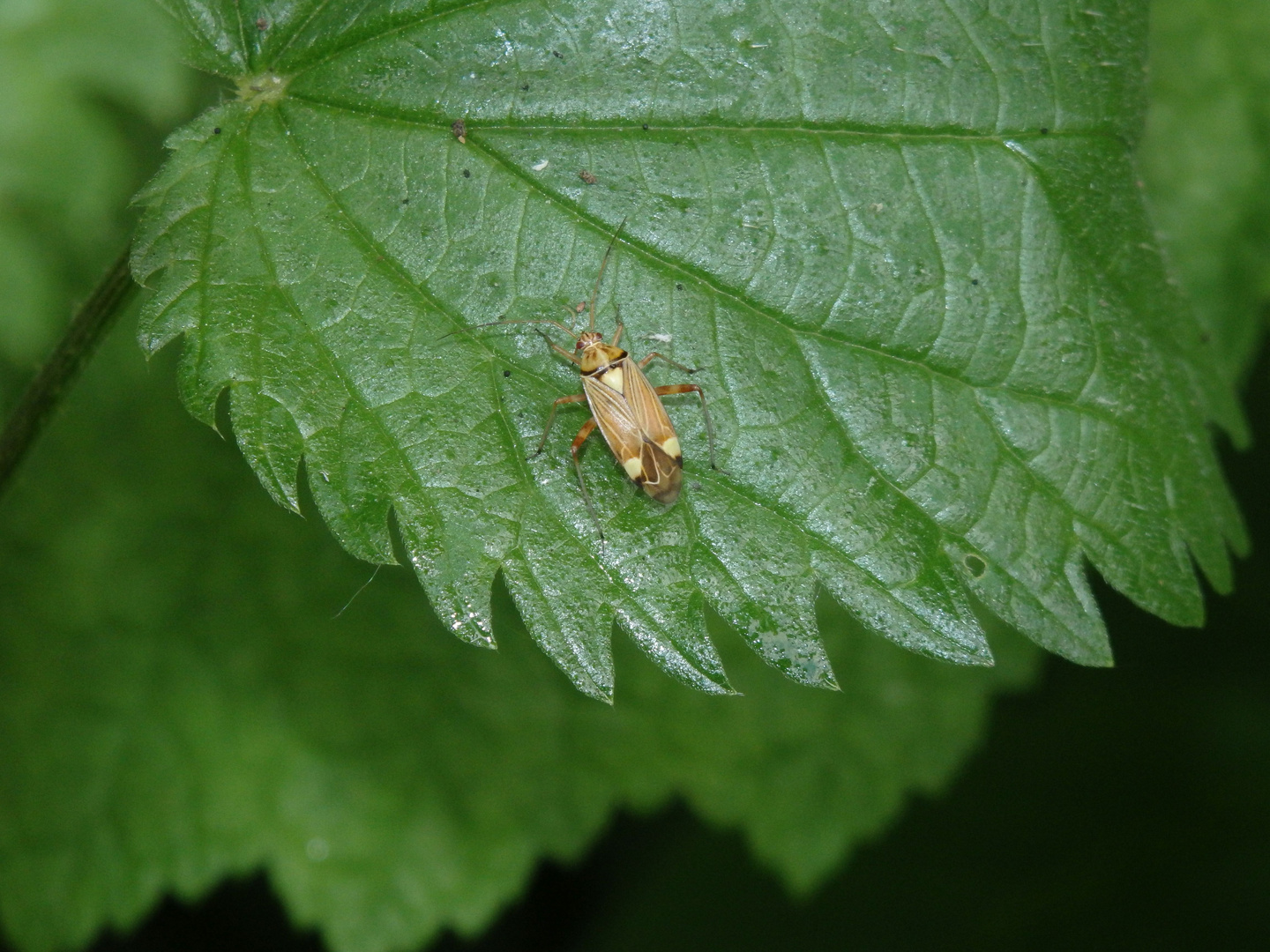 Eichen-Schmuckwanze (Rhabdomiris striatellus)