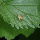 Eichen-Schmuckwanze (Rhabdomiris striatellus)