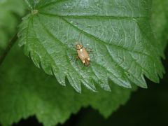 Eichen-Schmuckwanze (Rhabdomiris striatellus)