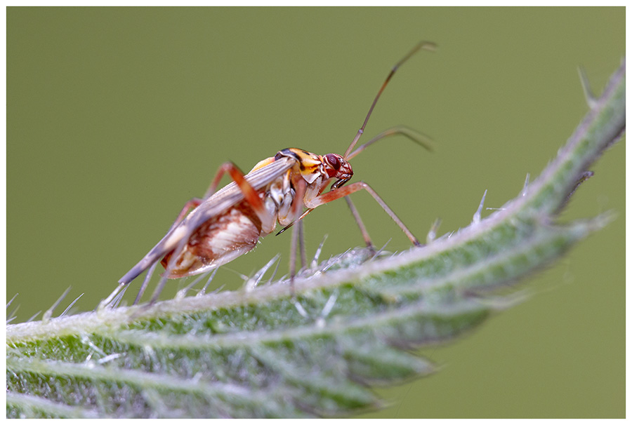 Eichen-Schmuckwanze (Rhabdomiris striatellus)