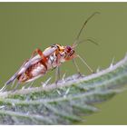 Eichen-Schmuckwanze (Rhabdomiris striatellus)