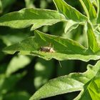 Eichen-Schmuckwanze (Rhabdomiris striatellus)