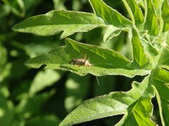 Eichen-Schmuckwanze (Rhabdomiris striatellus)