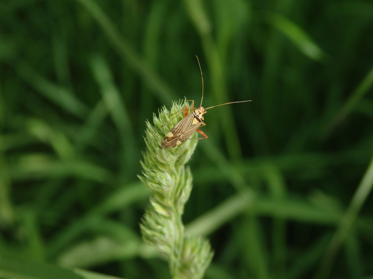 Eichen-Schmuckwanze (Rhabdomiris striatellus)