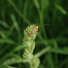 Eichen-Schmuckwanze (Rhabdomiris striatellus)