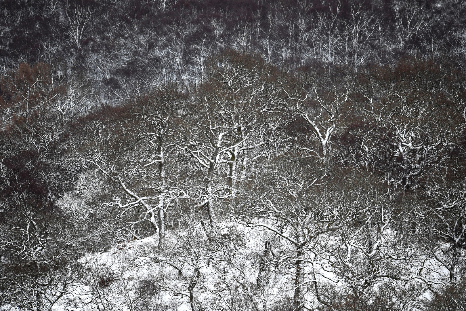 Eichen und Birken im Winter