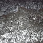 Eichen und Birken im Winter