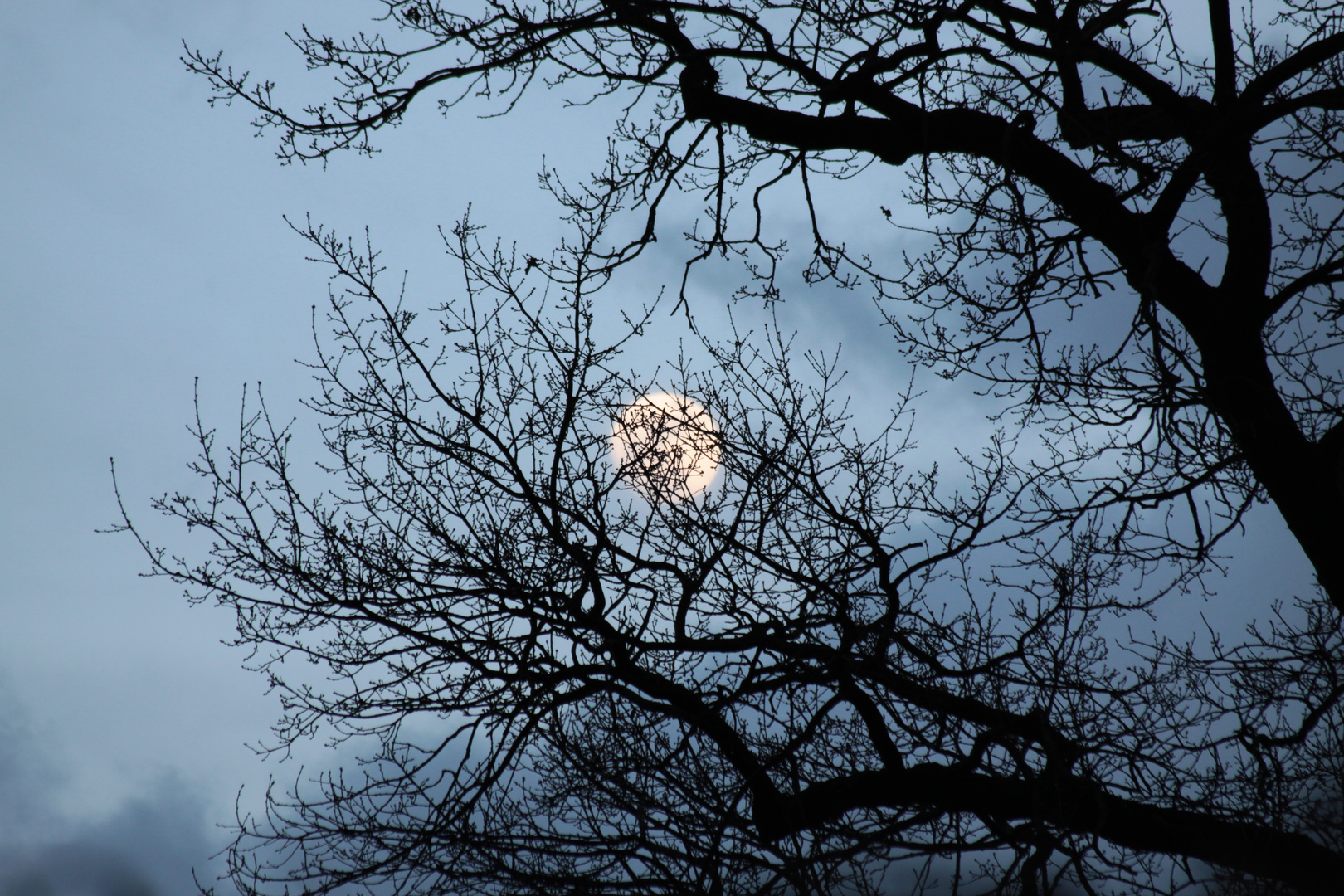 Eichen vor dem Mond