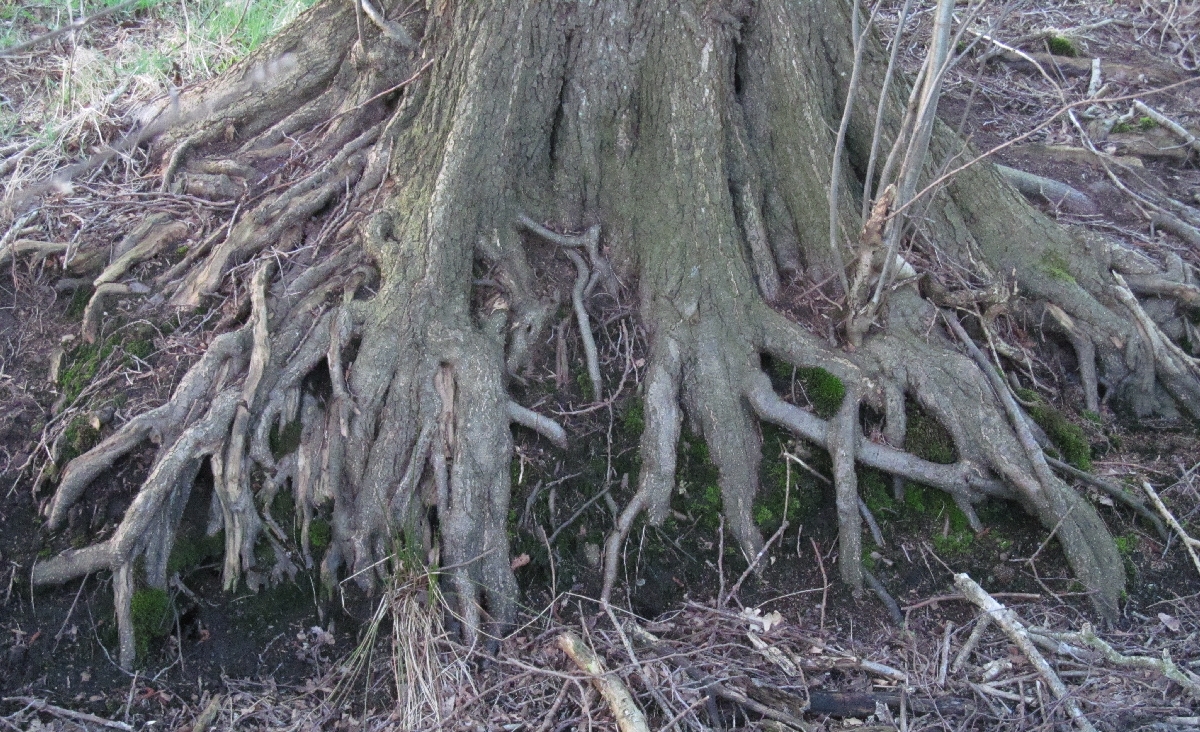 Eichen - Wurzel - Geflecht