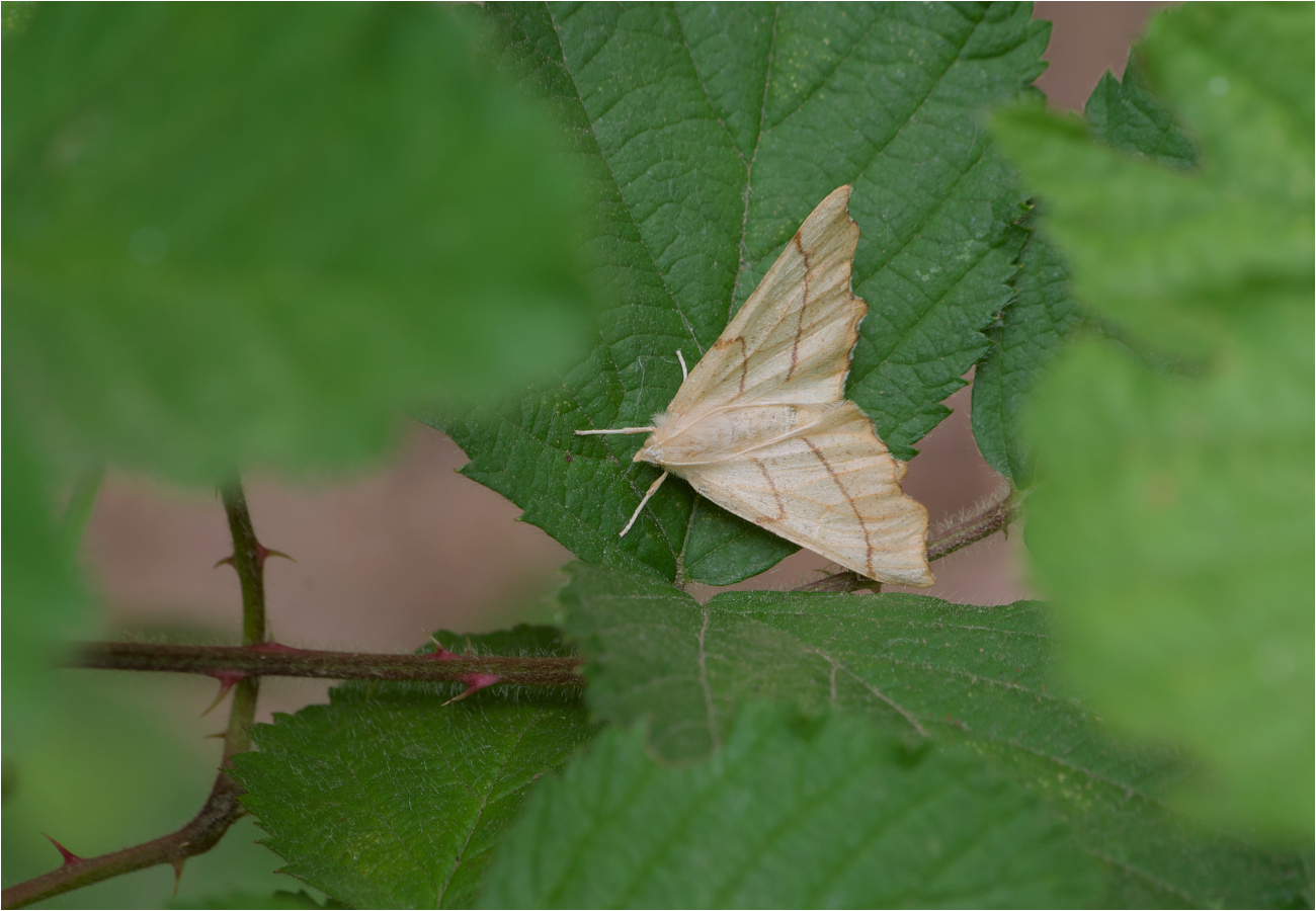 Eichen-Zackenrandspanner (Ennomos quercinaria)