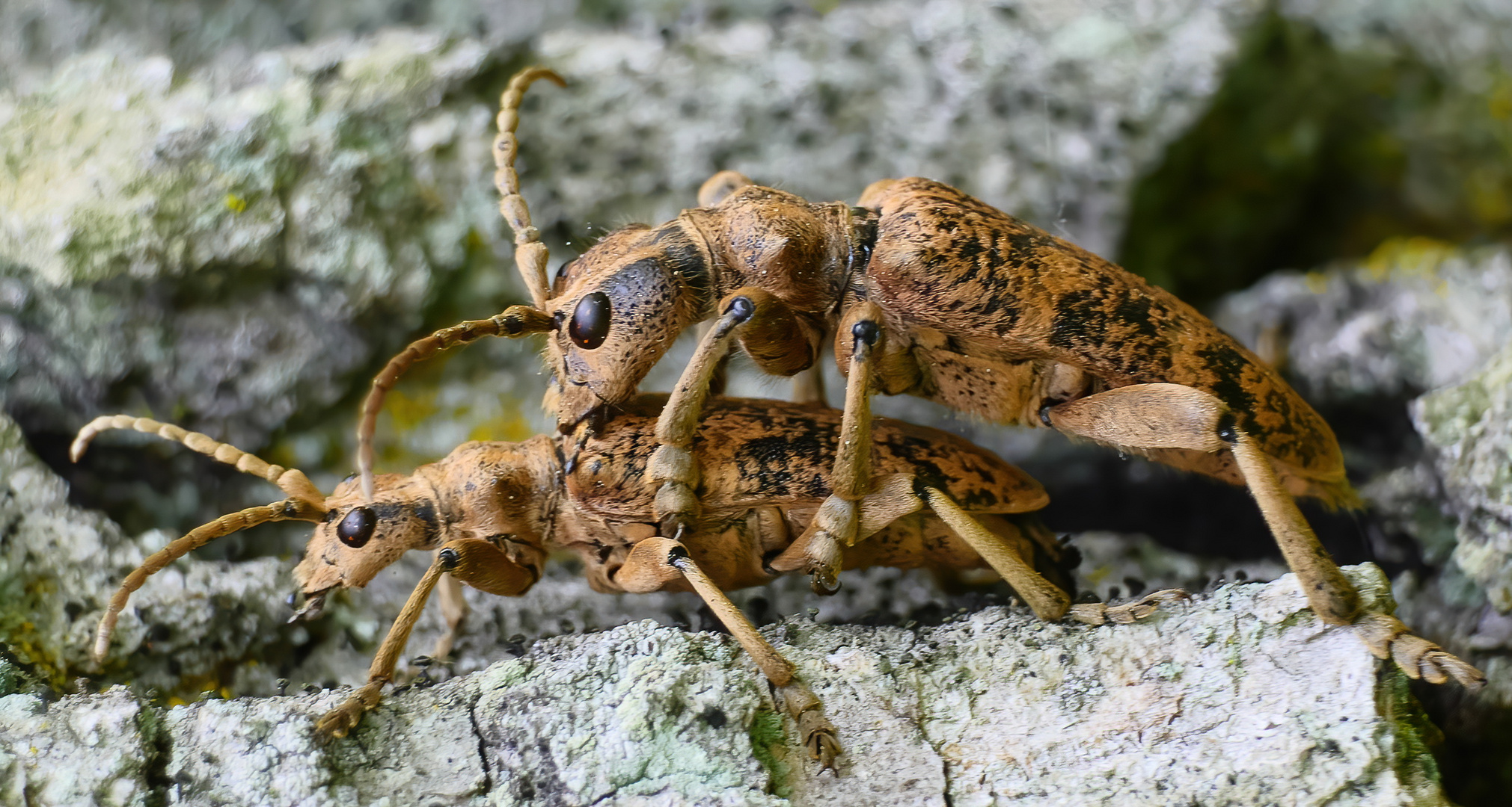 * Eichen-Zangenbock (Rhagium sycophanta) *