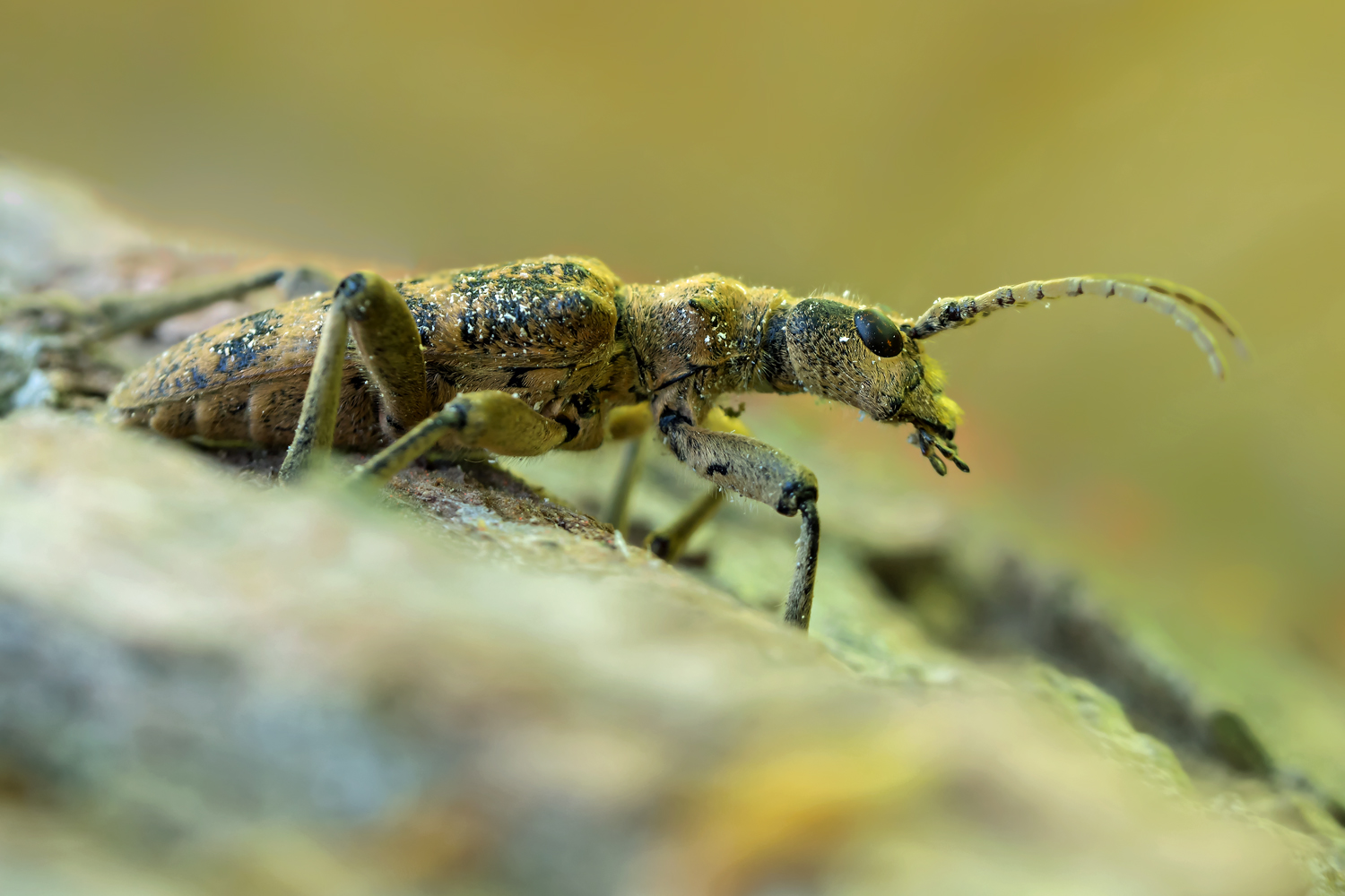 Eichen- Zangenbockkäfer (Rhagium sycophanta)