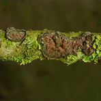 Eichen-Zystidenrindenpilz (Peniophora quercina) und Wand-Gelbflechte (Xanthoria parietina)  