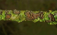 Eichen-Zystidenrindenpilz (Peniophora quercina) und Wand-Gelbflechte (Xanthoria parietina)  