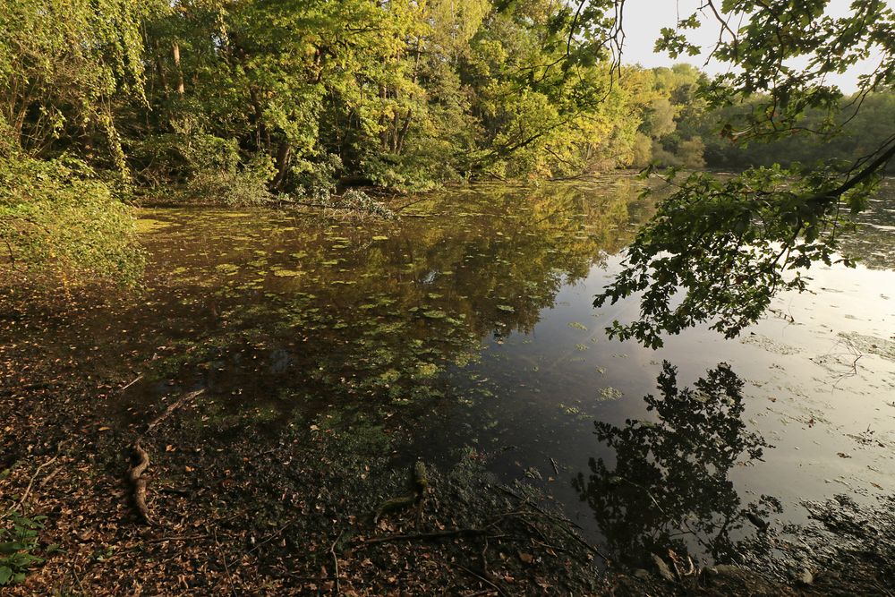 Eichenäste am Teichufer Foto & Bild oktober, landschaften, wasser