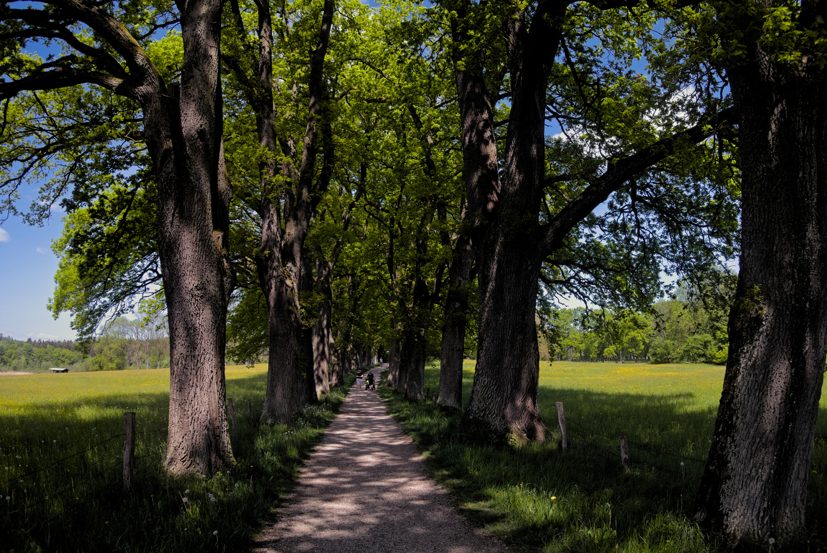 Eichenalle bei Ebersberg