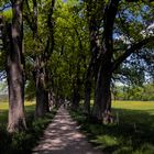 Eichenalle bei Ebersberg