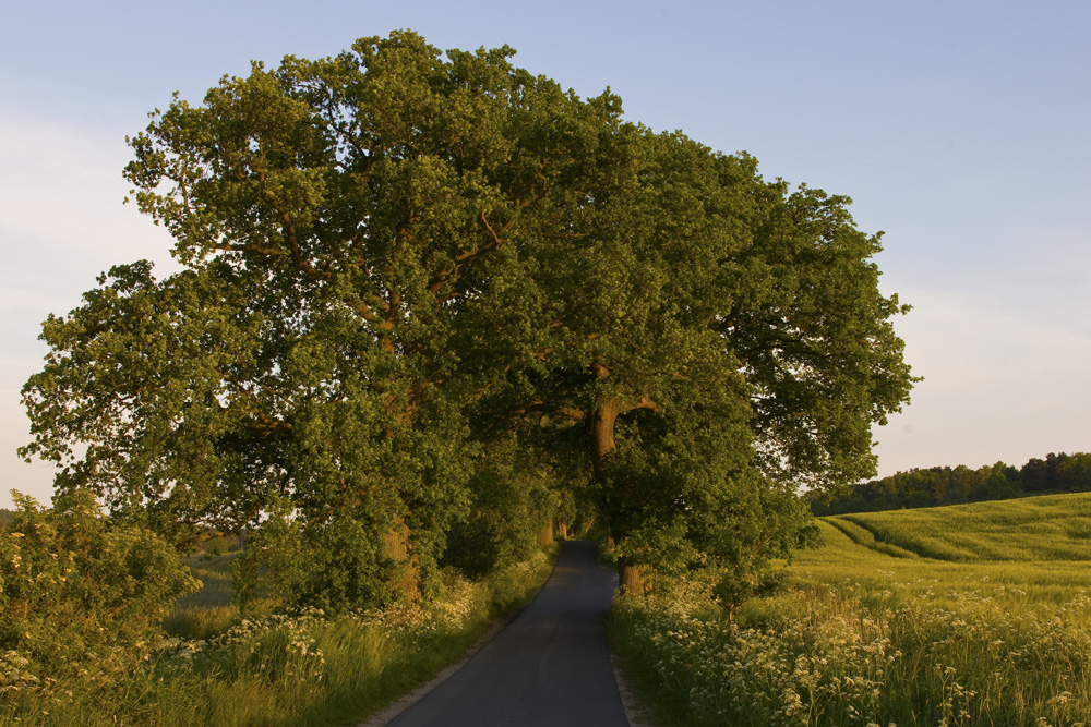 Eichenallee bei Moritzdorf