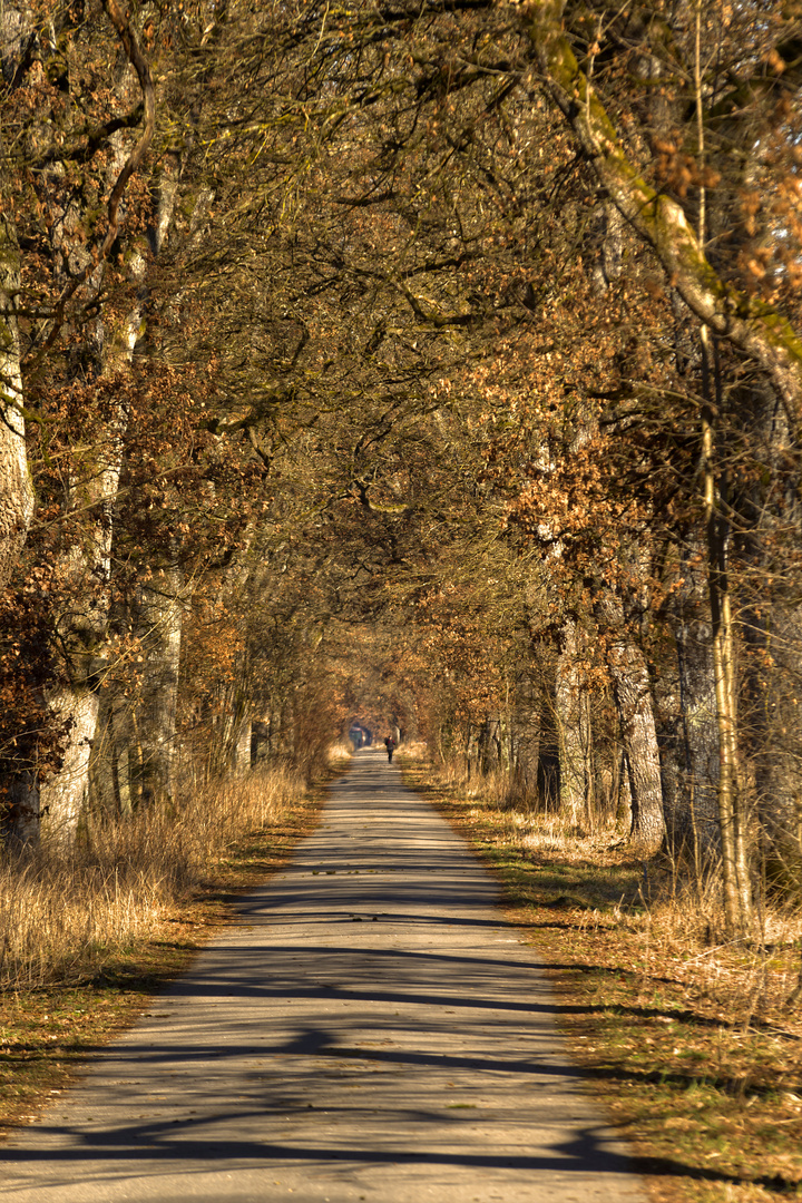 Eichenallee im Forstenrieder Park