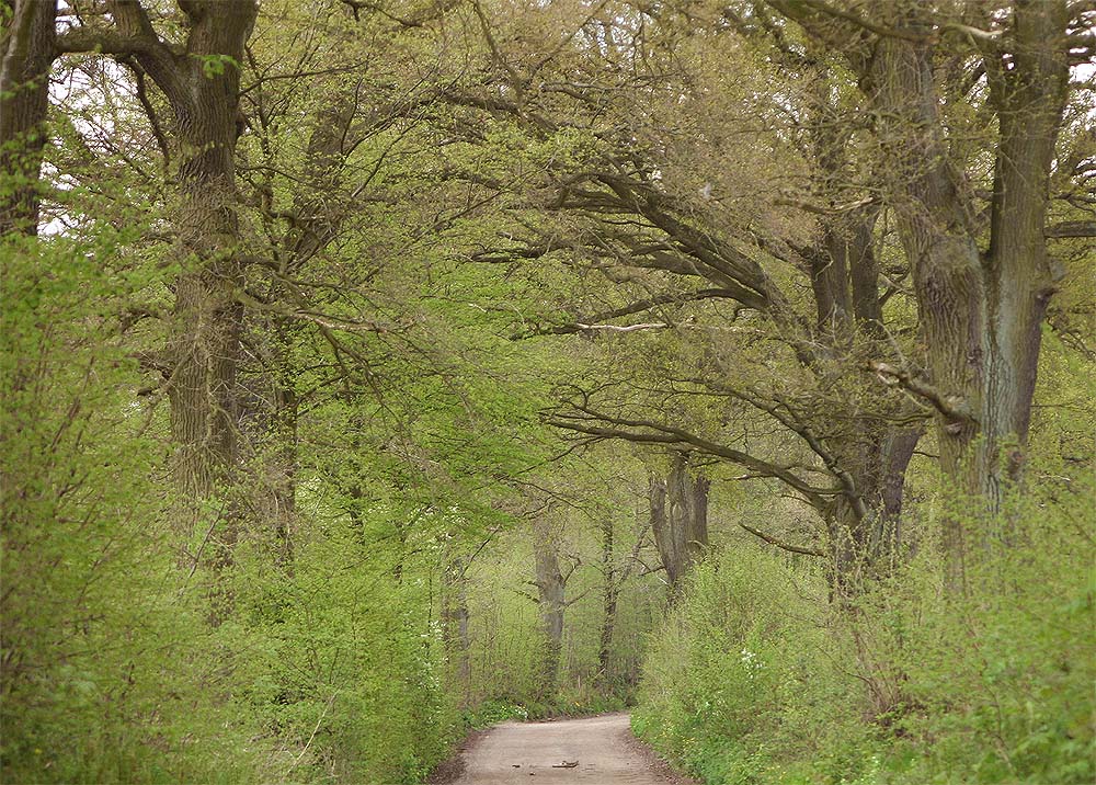 Eichenallee im Frühling