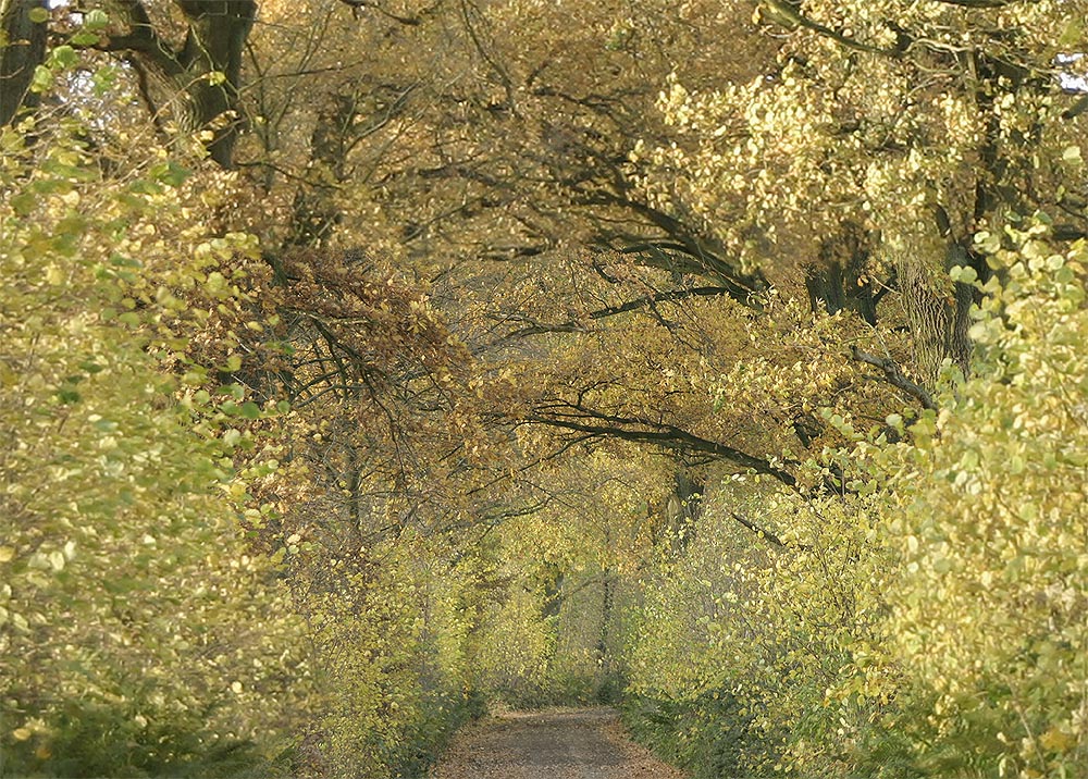 Eichenallee im Herbst