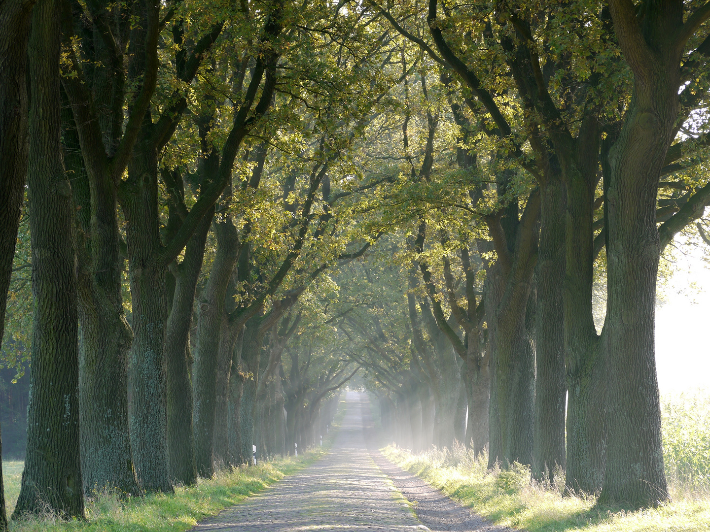 Eichenallee im Herbst