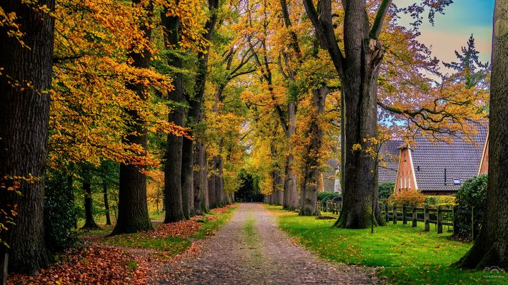 *** Eichenallee im Herbst *** 