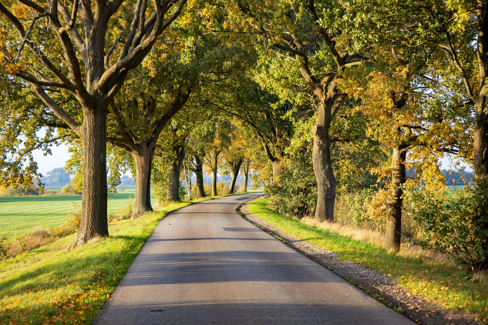 Eichenallee im Herbstlicht 